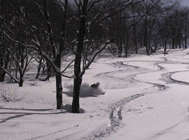 Takasu Snow Park photo